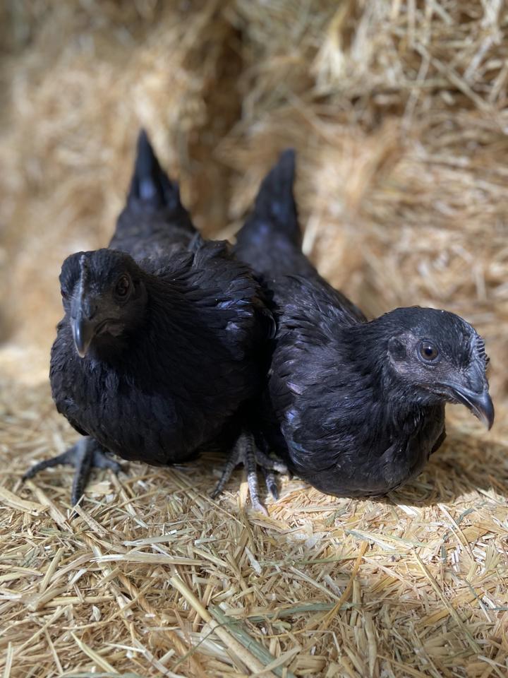 Zwei junge Ayam Cemani mit schwarzem Gefieder und dunklem Gesicht auf Stroh