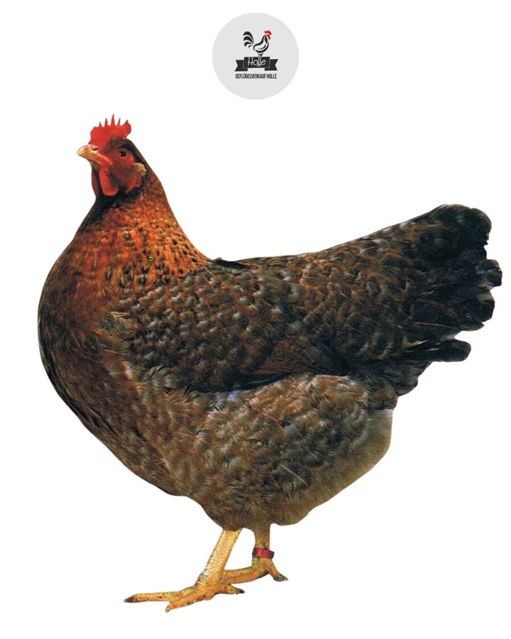 Bielefelder Kennhuhn Henne mit rotbraun gesprenkeltem Gefieder und dunklem Schwanz