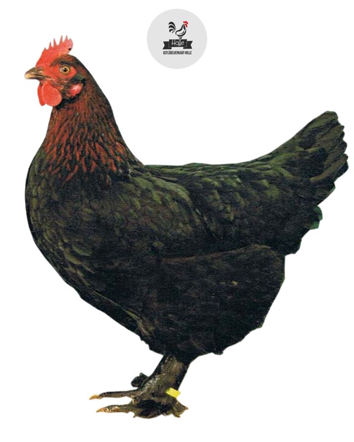 Französische Marans Henne mit schwarzem Gefieder und kupferrotem Hals