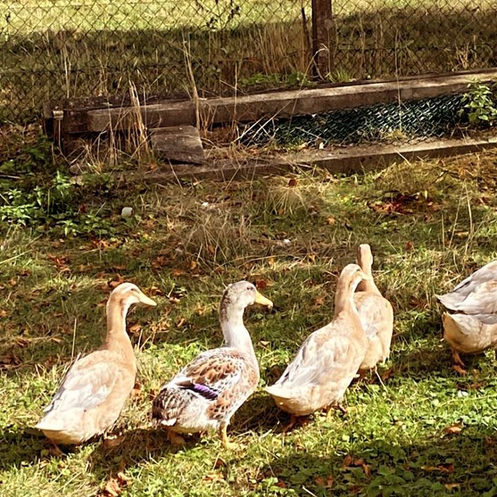 Landenten in hellen und gescheckten Farben laufen über eine Wiese mit Herbstlaub
