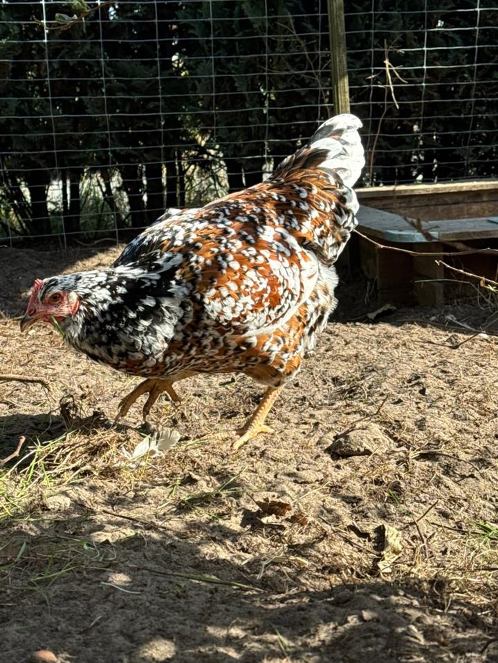 Schwedische Blumenhenne mit schwarz-weißem Kopf und orangebraun gesprenkeltem Rücken beim Picken